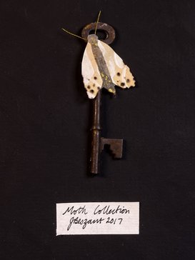 Moth Collection 1 (detail) Josie Beszant