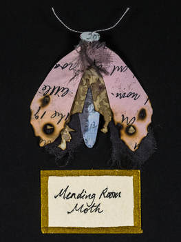 Moth Collection II (detail) Josie Beszant